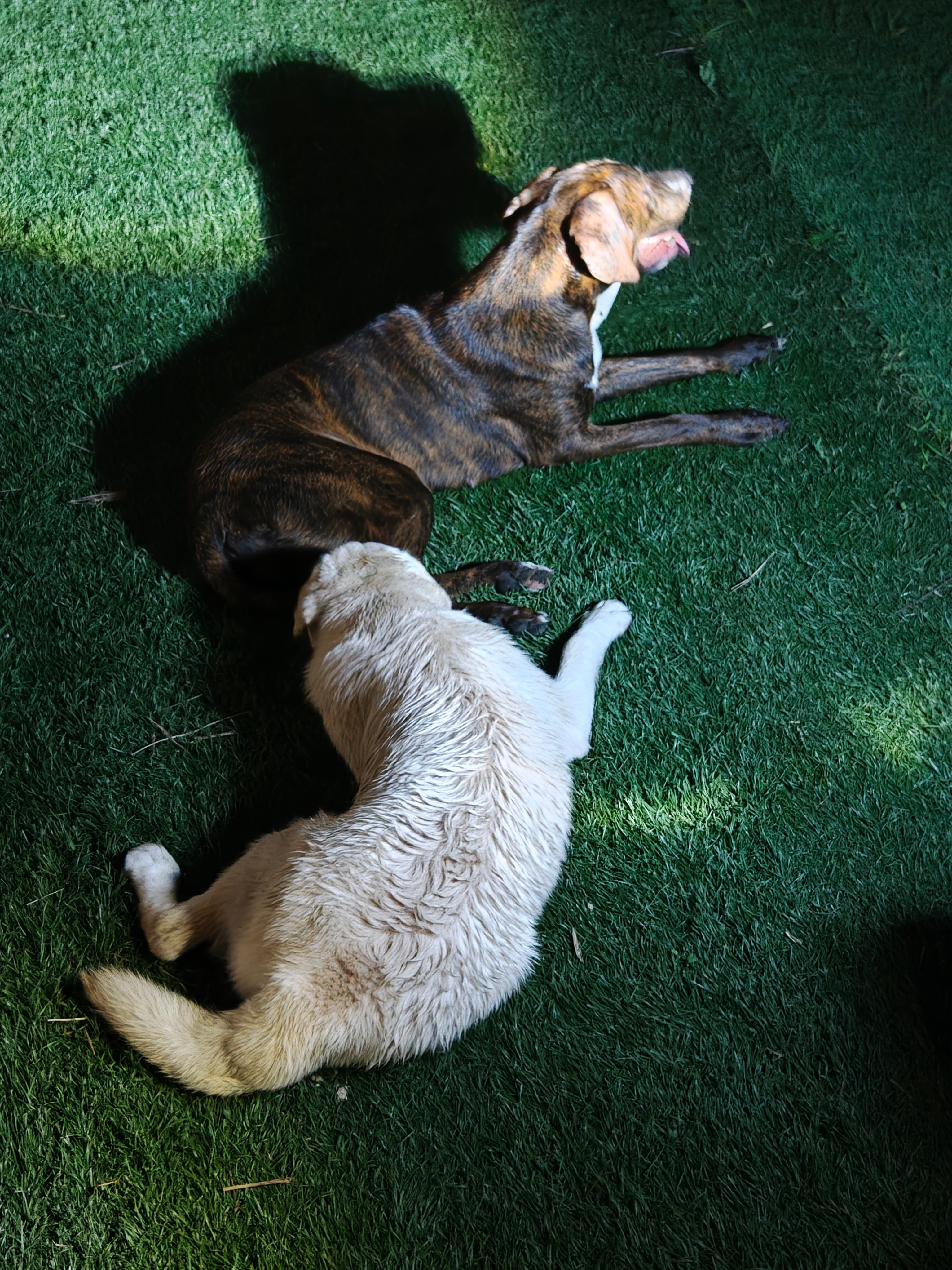 拉布拉多不愧是水猎犬，足球场上就一个小水坑，就能把自己全身都弄得湿透这俩还真是青
