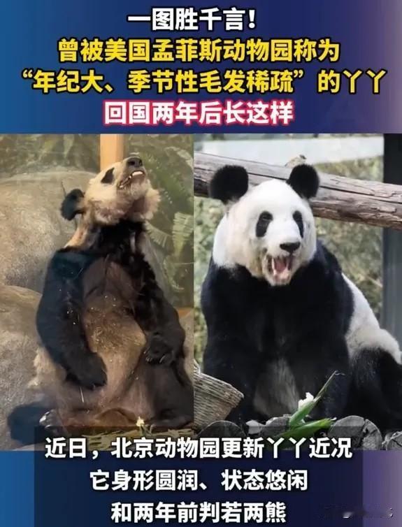 有网友调侃，在美国，熊猫都逃脱不了斩杀线。2003年，熊猫丫丫和乐乐被租借到了