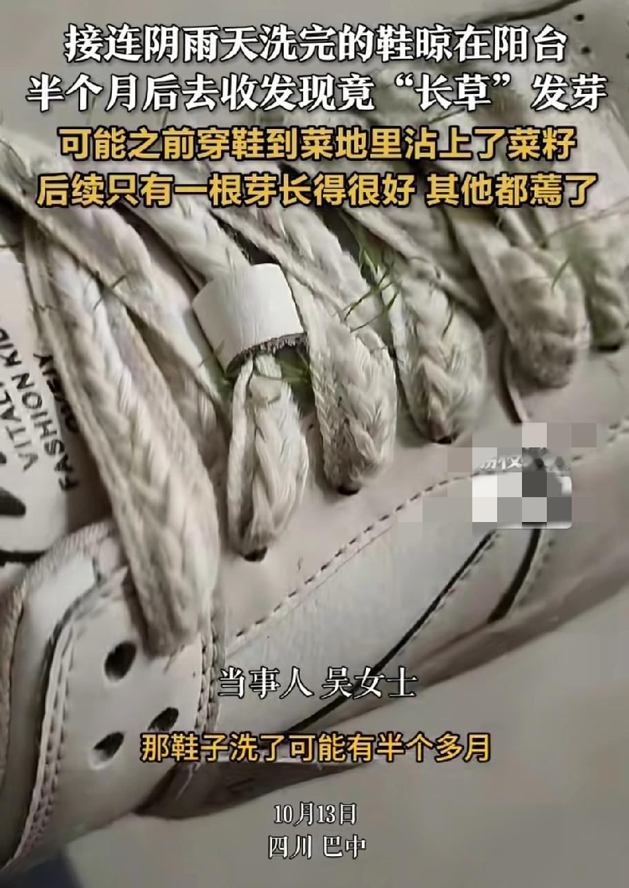 这雨下的太久了阳台上晾的鞋都长出了草四川巴中的吴女士表示，最近一直下雨，而且