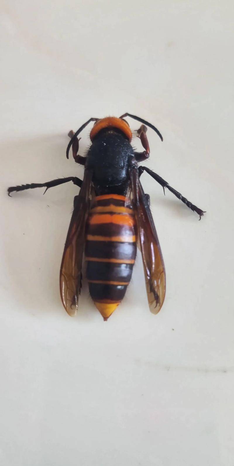 6666元，可以学会如何养殖杀人蜂。据央视报道，在四川乐山，有一个很怕人的灰色