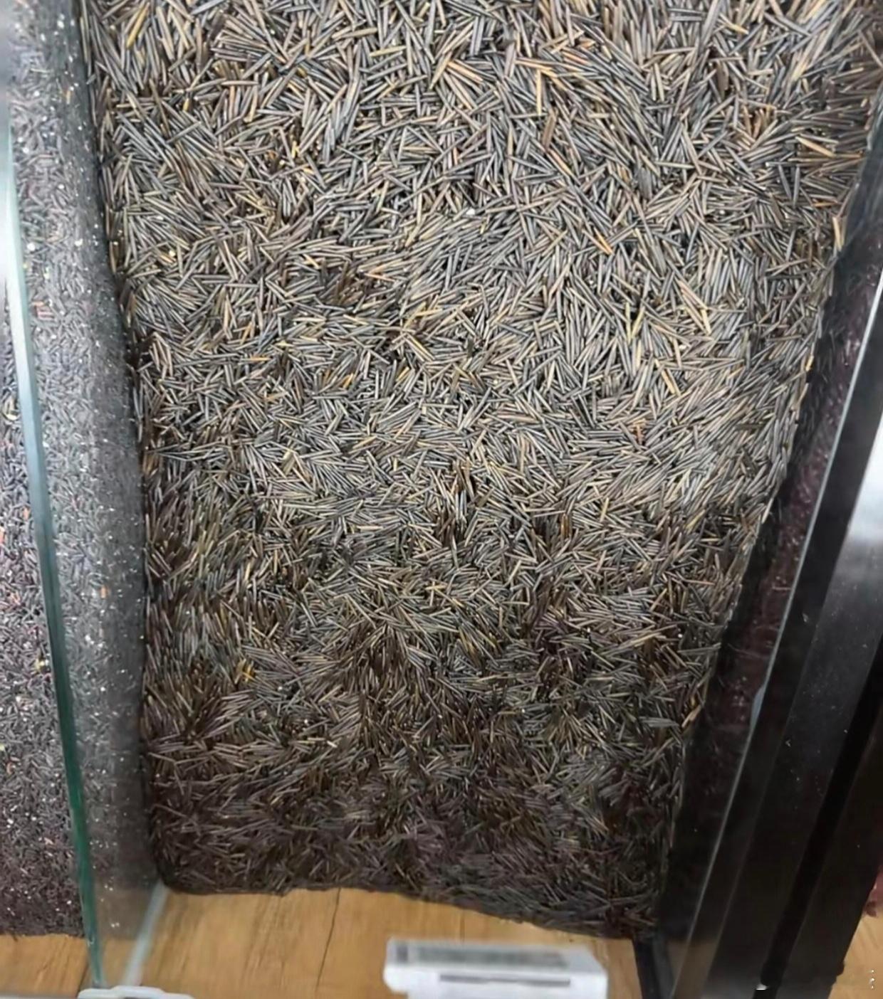 这是什么米？吃过的举个手！​​​