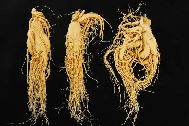 稀土能逆袭，人参凭什么不行？吉林人参，坐拥长白山世界级资源，却长期卖着“原