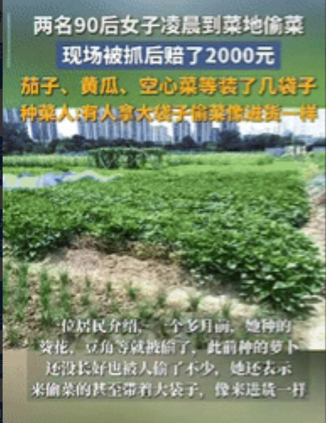 缺德冒烟了！”安徽合肥，2女子凌晨不睡觉，跑到别人家地里偷茄子、黄瓜和空心菜，农