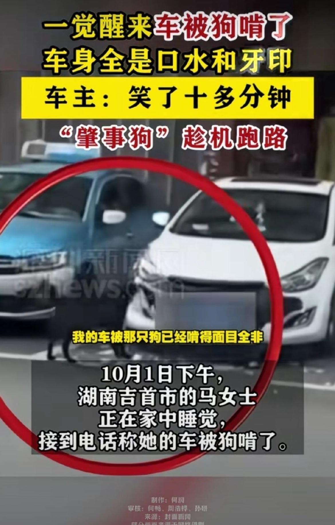 一觉醒来，发现车竟被狗啃了，这情形实在让人哭笑不得！敢情狗子你这么爱撕膜呀！明天