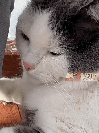 太有灵性了！重庆，一女子在网上买了一只“二手猫”，把猫接回家后，小猫相当乖巧，完