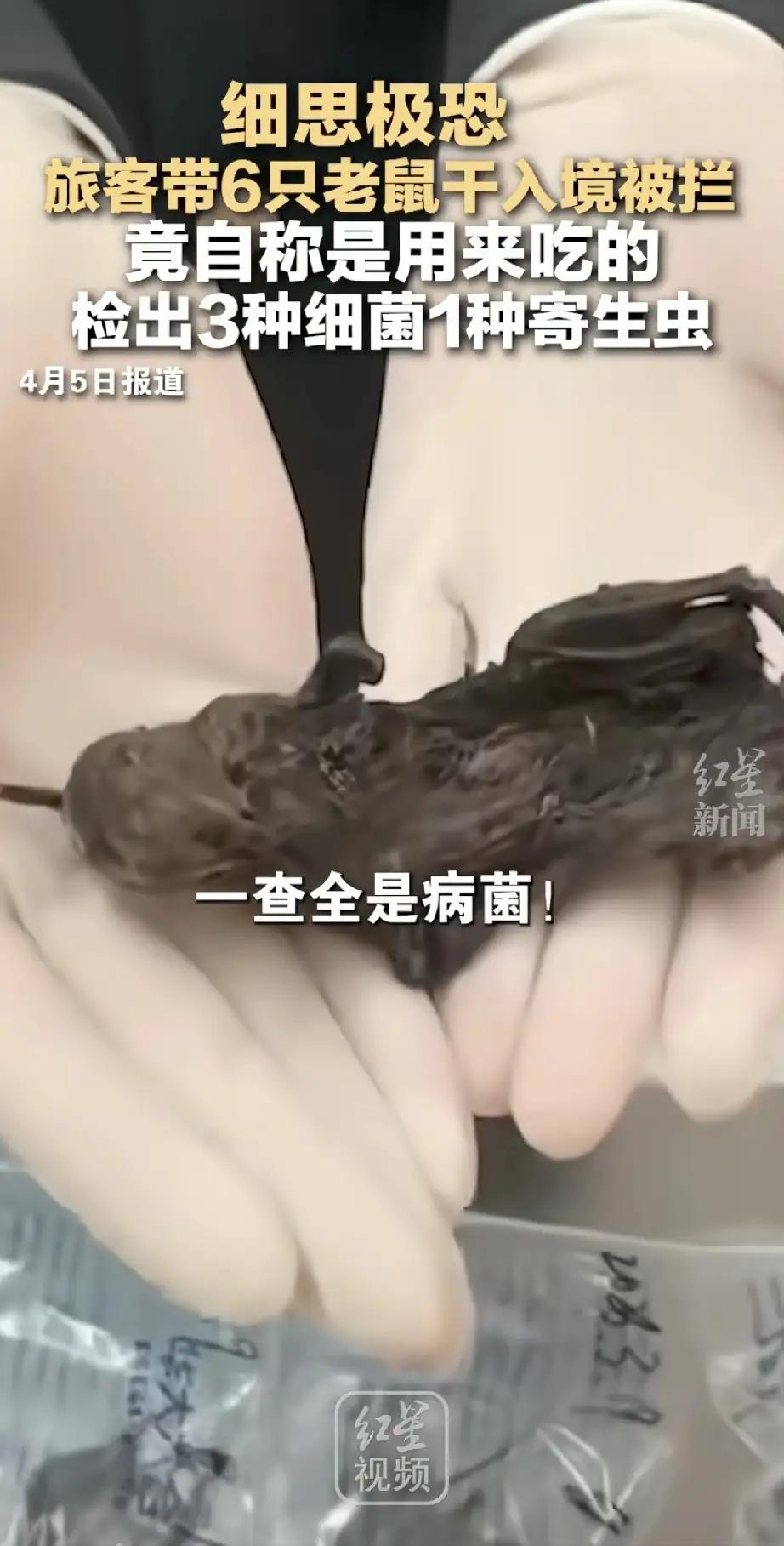 细思极恐！旅客淡定带"6只老鼠干”入境，检出4种致命病原：这哪是美食，简直