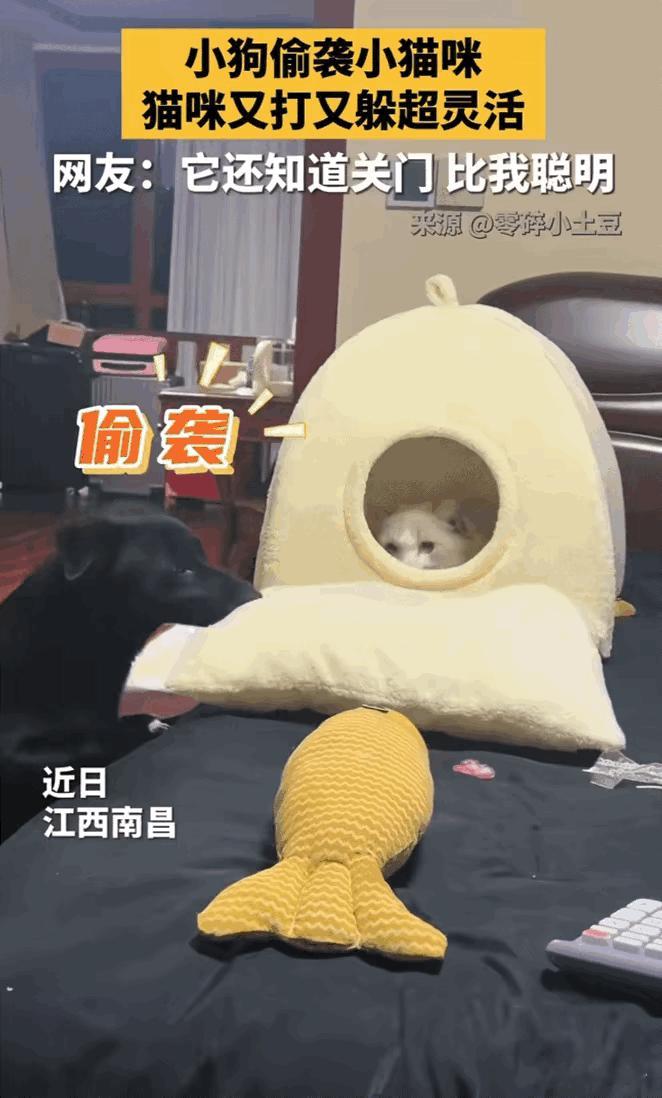 笑不活了！江西有户人家养了一只猫和一只狗，都说这俩动物搁一块儿容易闹矛盾，这话真