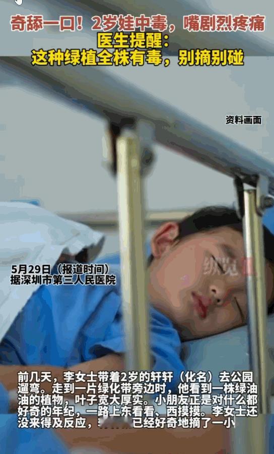 真是好奇心害死猫！广东深圳，两岁男童公园随手揪片绿叶放进嘴里咀嚼，短短几秒嘴唇迅