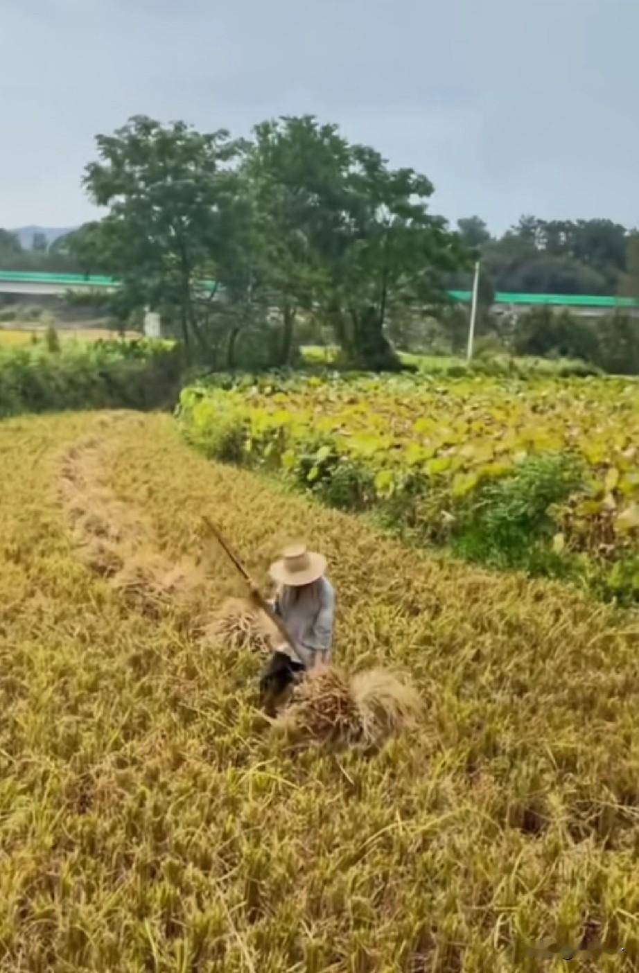 在农村，见过这种农活的都是30岁以上，而亲自干过这种农活的已经年过半百。这种农