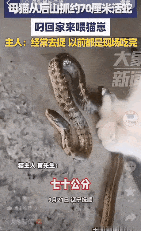 为母则刚。在辽宁抚顺，有一市民家养了只母猫。猫捉老鼠本就是天性与职责。可这只母猫