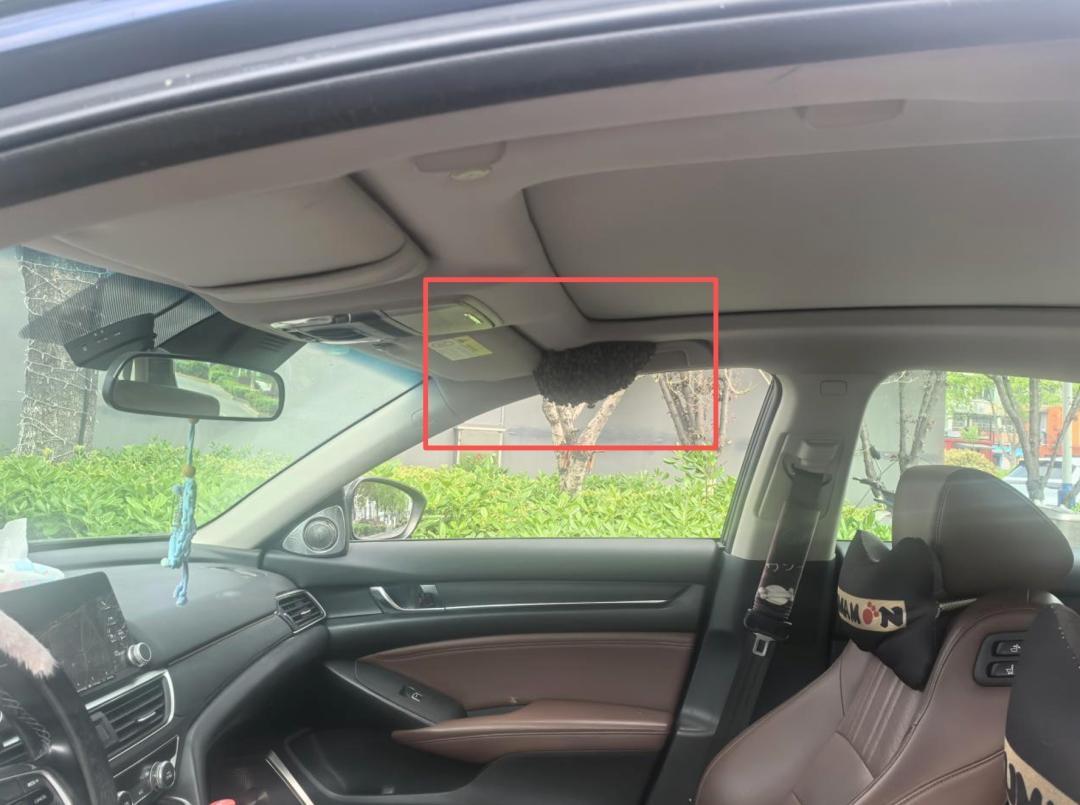 未关车窗！“我也就离开了大概15分钟，回来就发现车窗边围了一大群蜜蜂，居然已经