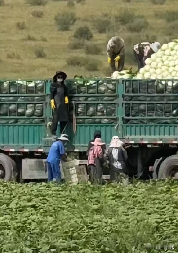 张家口甲醛白菜事件，又曝出了很多细节！官方通报说“情况属实”这四个字，从屏
