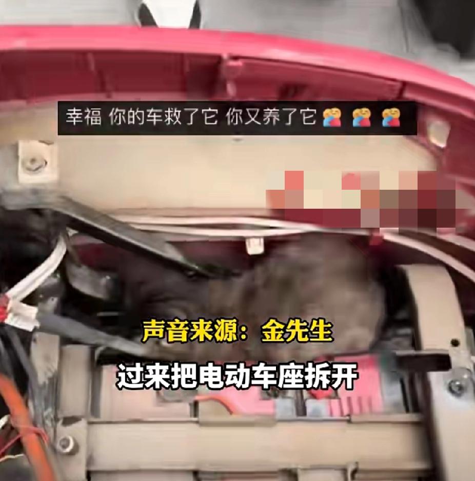 庆幸！男子发现自己电瓶车被毁，查看监控发现被八条流浪狗围攻，得知真相后男子释然了