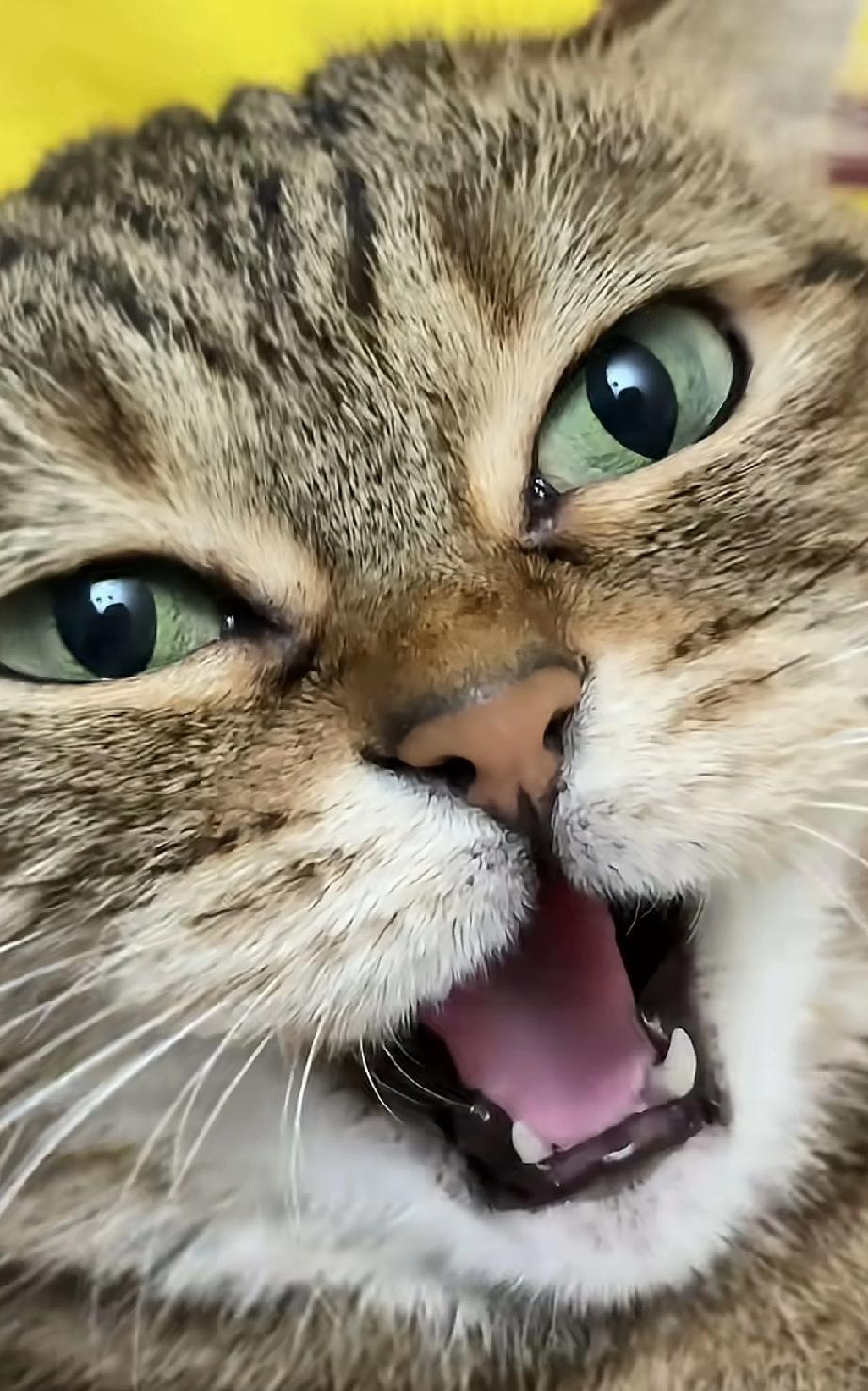 没想到跟猫咪开个玩笑，它也会抓狂着急呀？“大脸猫，大脸猫，你就是一只大脸猫。你