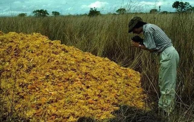 1997年，一果汁生产商将1.2万吨橘子皮，倒在了自然保护区，因此被起诉到了法院