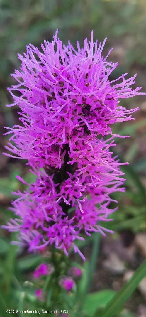 ‎种植蛇鞭菊好养又好看，春秋季节种下种球，芽点朝上埋土里，多晒太阳少浇水就能长