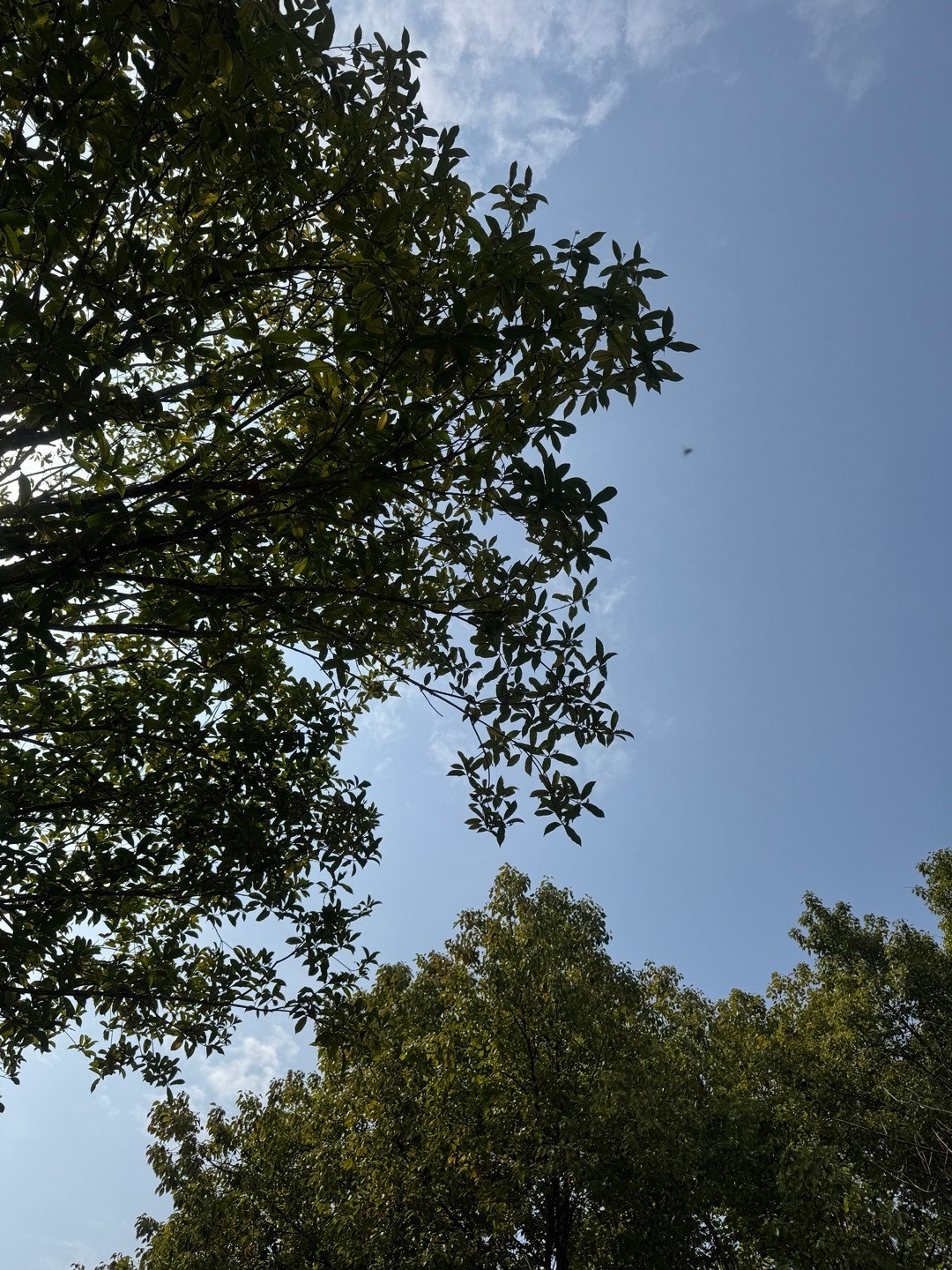 情绪不好的时候公园和小狗就是我的解药