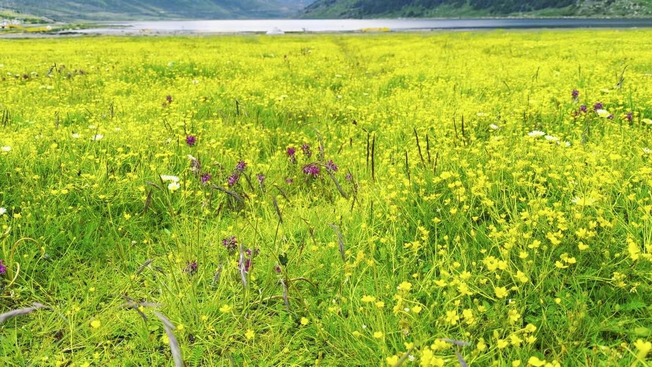 盛夏七月，在川西放慢脚步，看花开云飘。1️⃣山野风与花：漫步在川西的旷野里，七