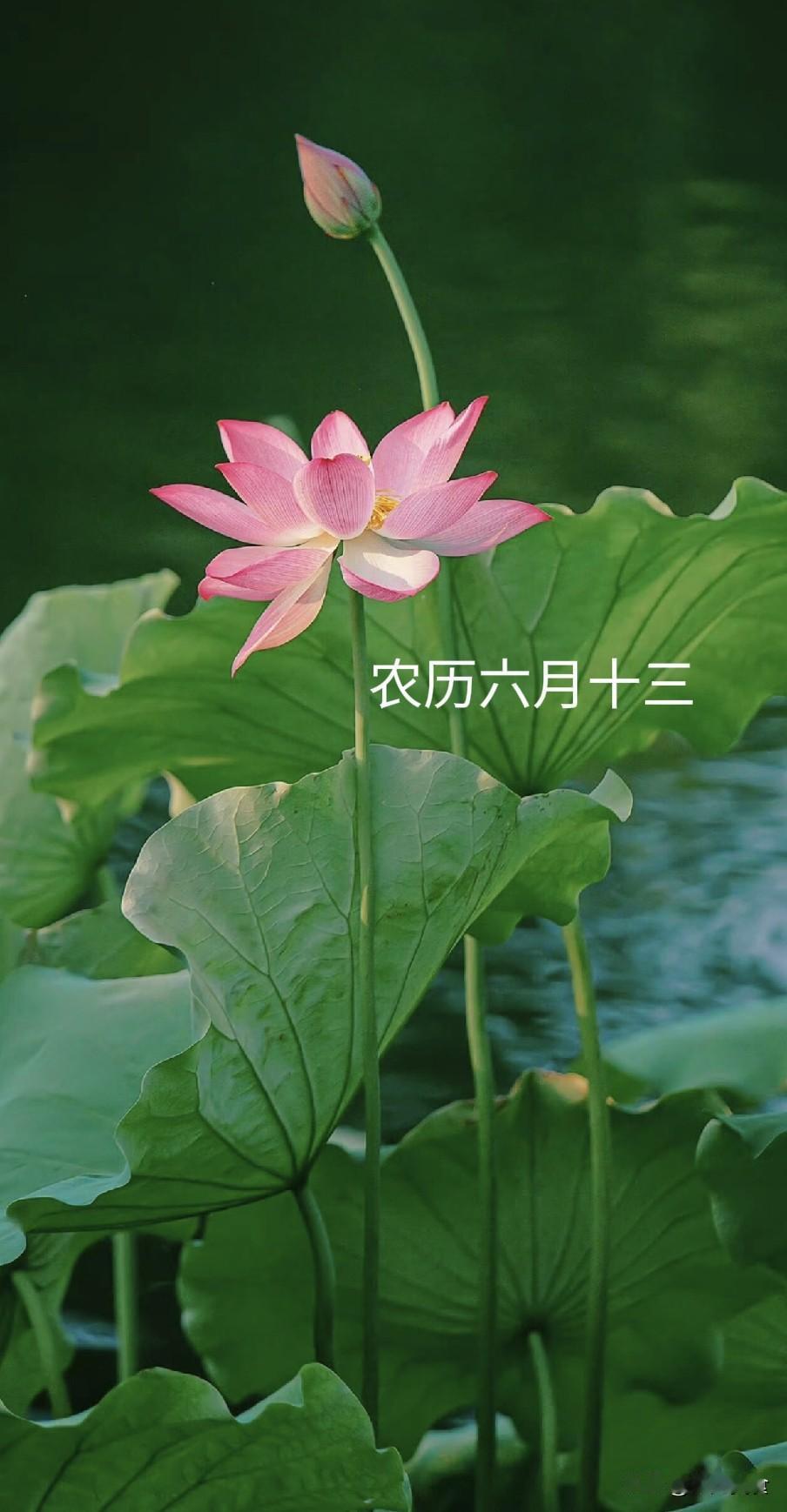 今日六月十三“龙王诞辰”，牢记“3要做，3要吃”，祈福纳祥农历六月十三是传