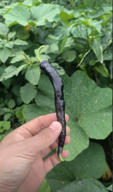 真解释不清了！”8月20日，吉林四平，一男子去地里摘菜时，竟发现一株紫色的辣椒！