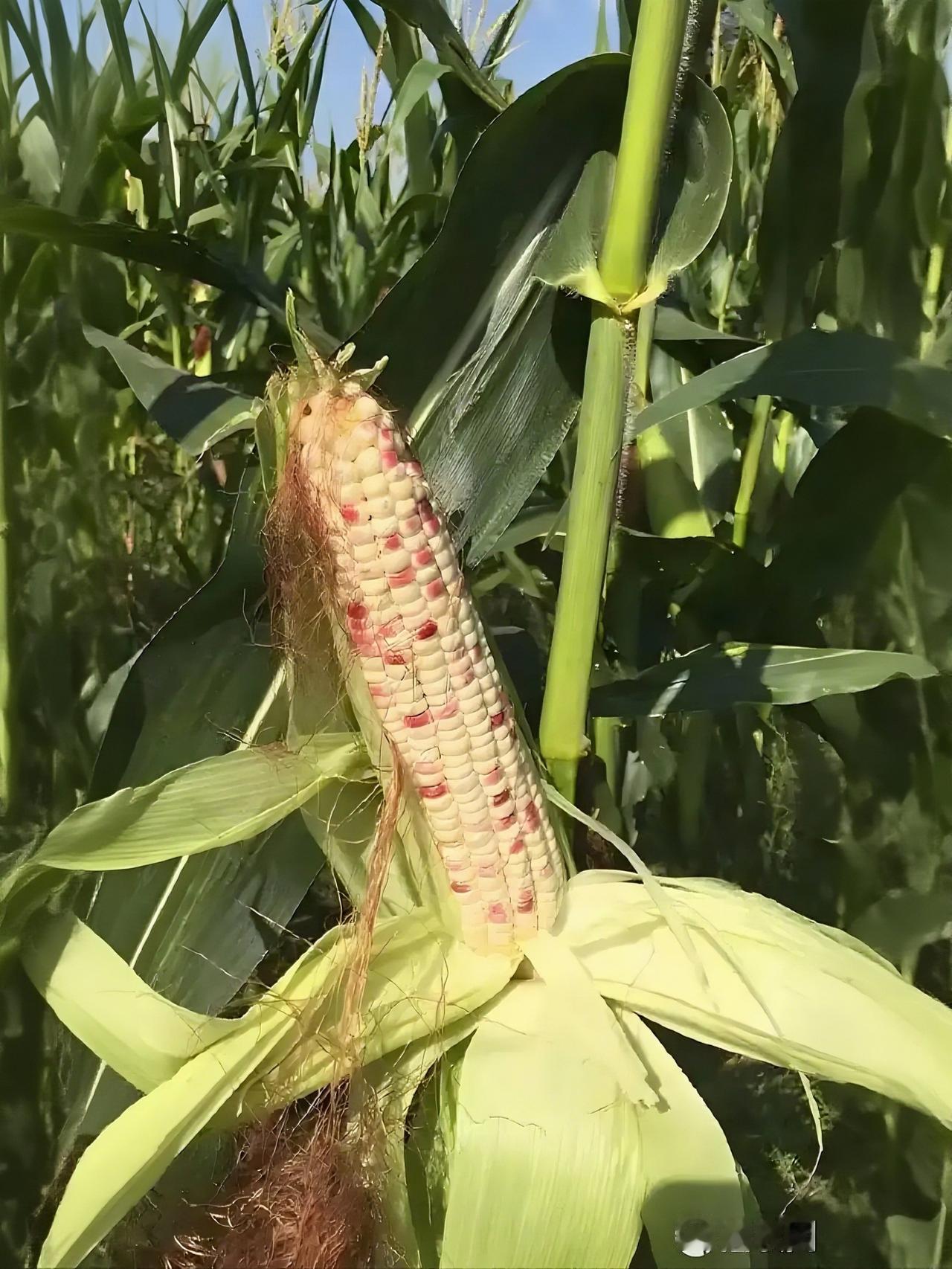 过些日子，嫩芽顶破地皮，怯生生举着两瓣叶。薅草、追肥，看茎秆噌噌拔节，叶片舒展成