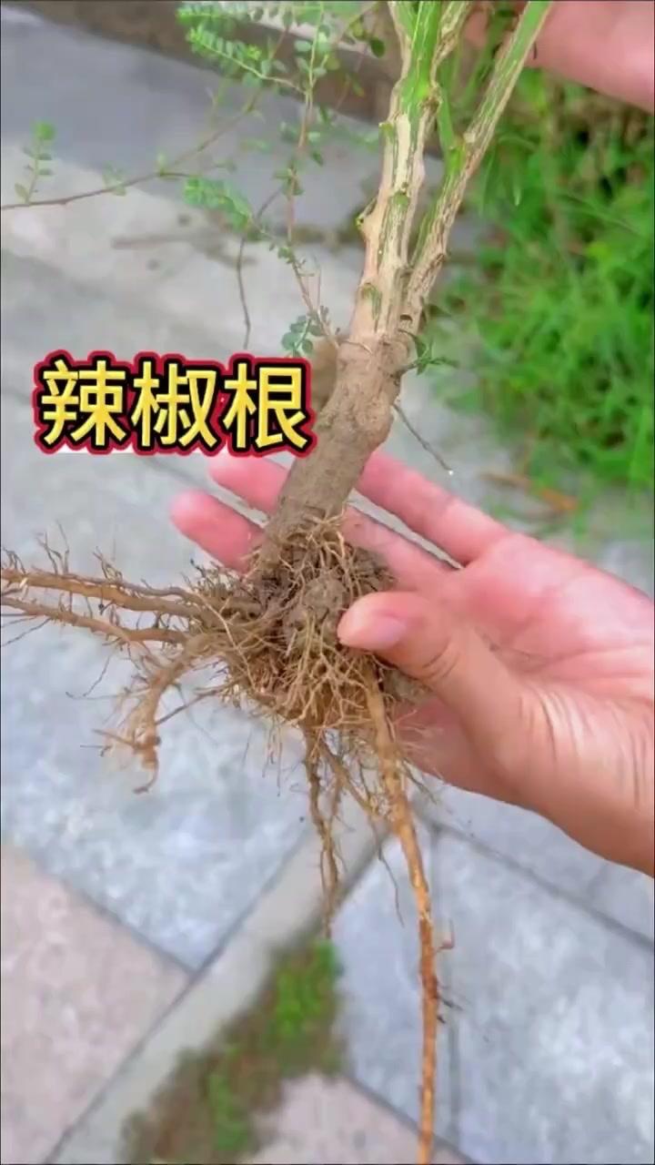 🍃辣椒根还能这样用？洗脚超舒服！辣椒摘完别扔根，挖回家洗净加食盐，放锅里加花