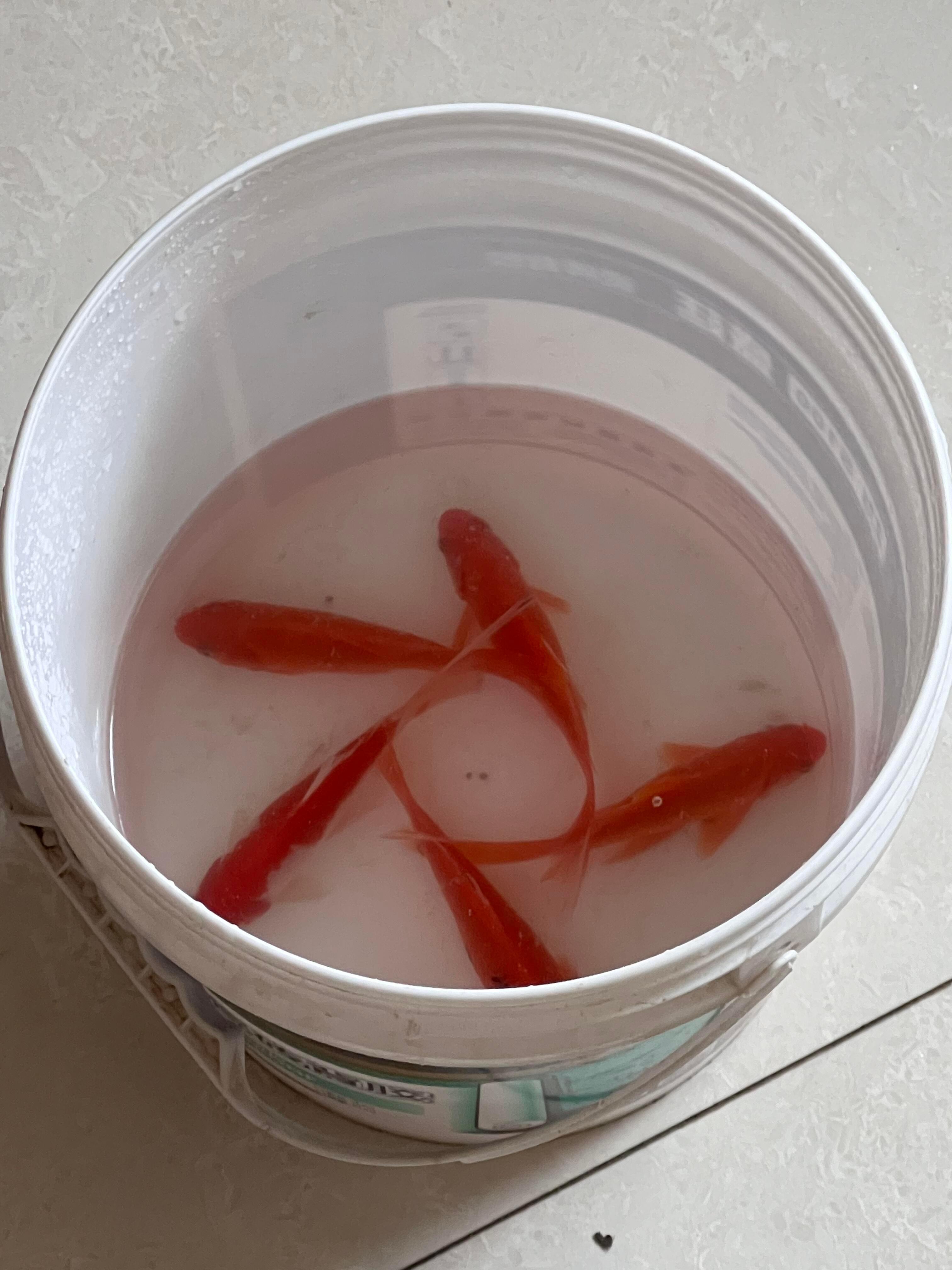 为啥鱼尾围圈​​​