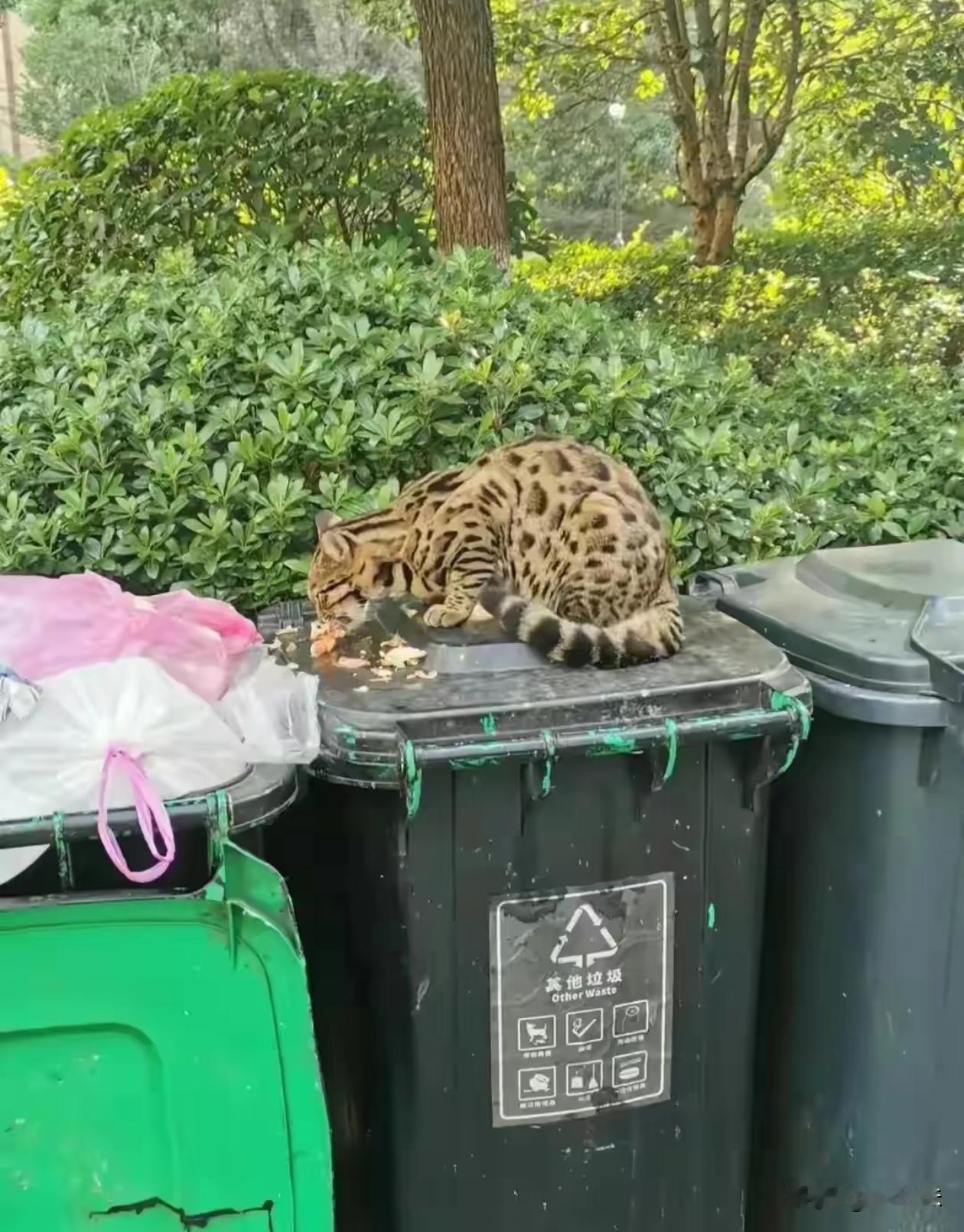 这只流浪猫怎么花色是这样的？
