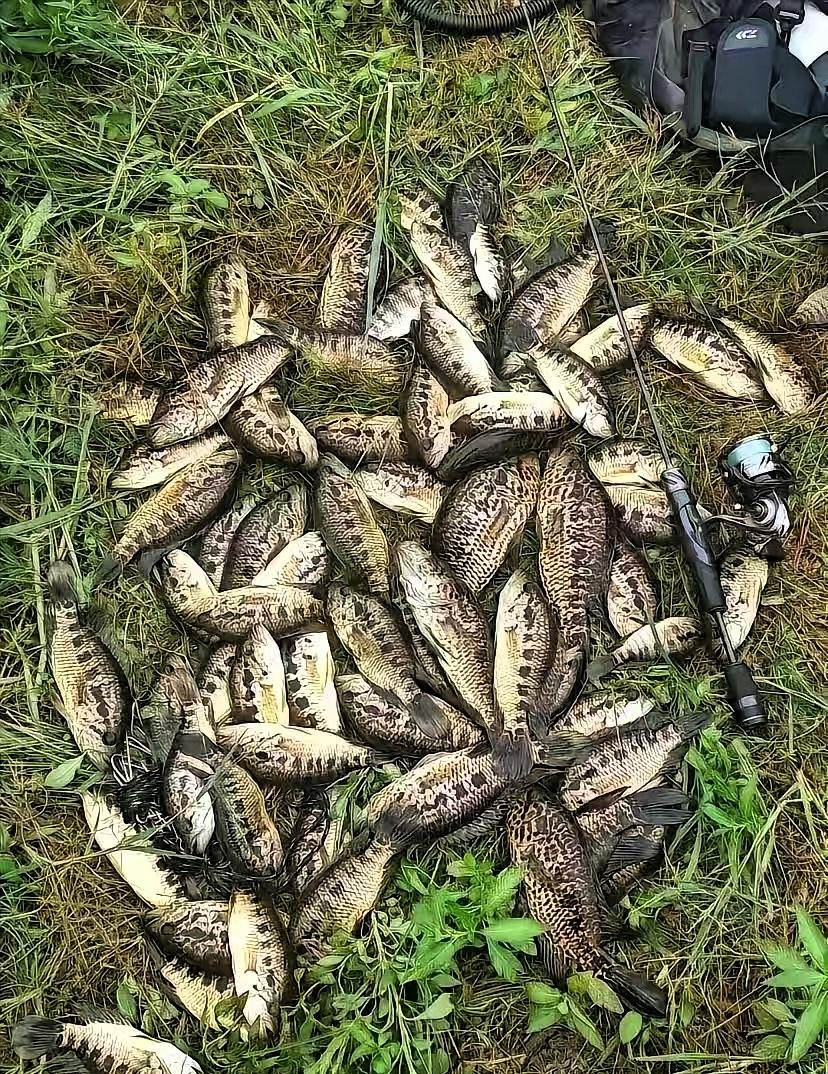广西，一男子去郊外野河钓鱼，刚一抛竿，就看见乌压压一片游过来，连忙拿起抄网一抄，