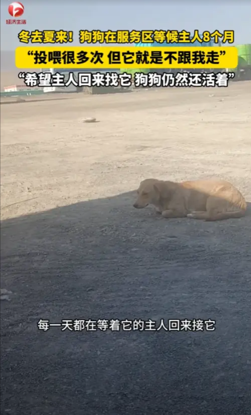 “万物皆有灵！”7月7日，新疆，一狗狗在服务区等了主人8个月，原来，小狗跟着主人