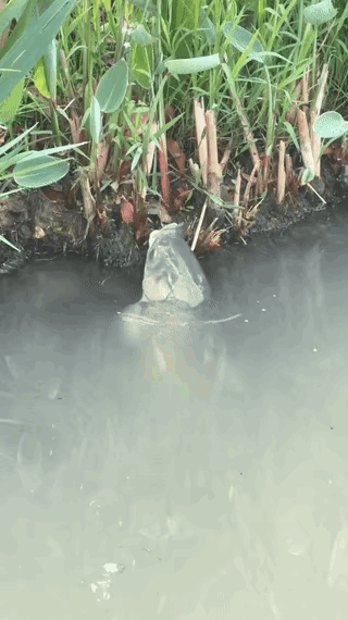 这鱼头绝了，呆头呆脑的超讨喜，看着就鲜！[赞]