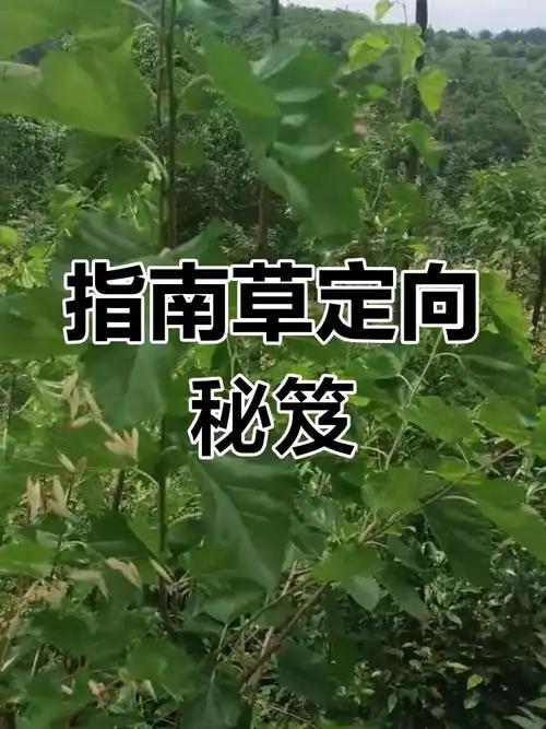 指南草为啥能指南？早前我在内蒙古草原徒步时迷了路，当地牧民没掏指