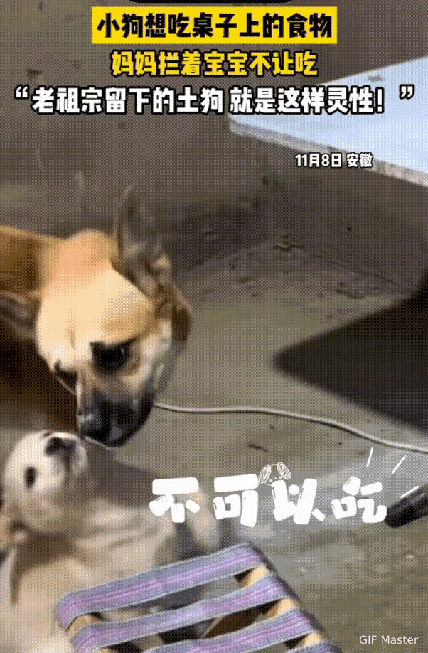 还一直低吼估计是在告诫它，桌子上的是主人吃的，我们不能吃，我们只能吃主人给我们的