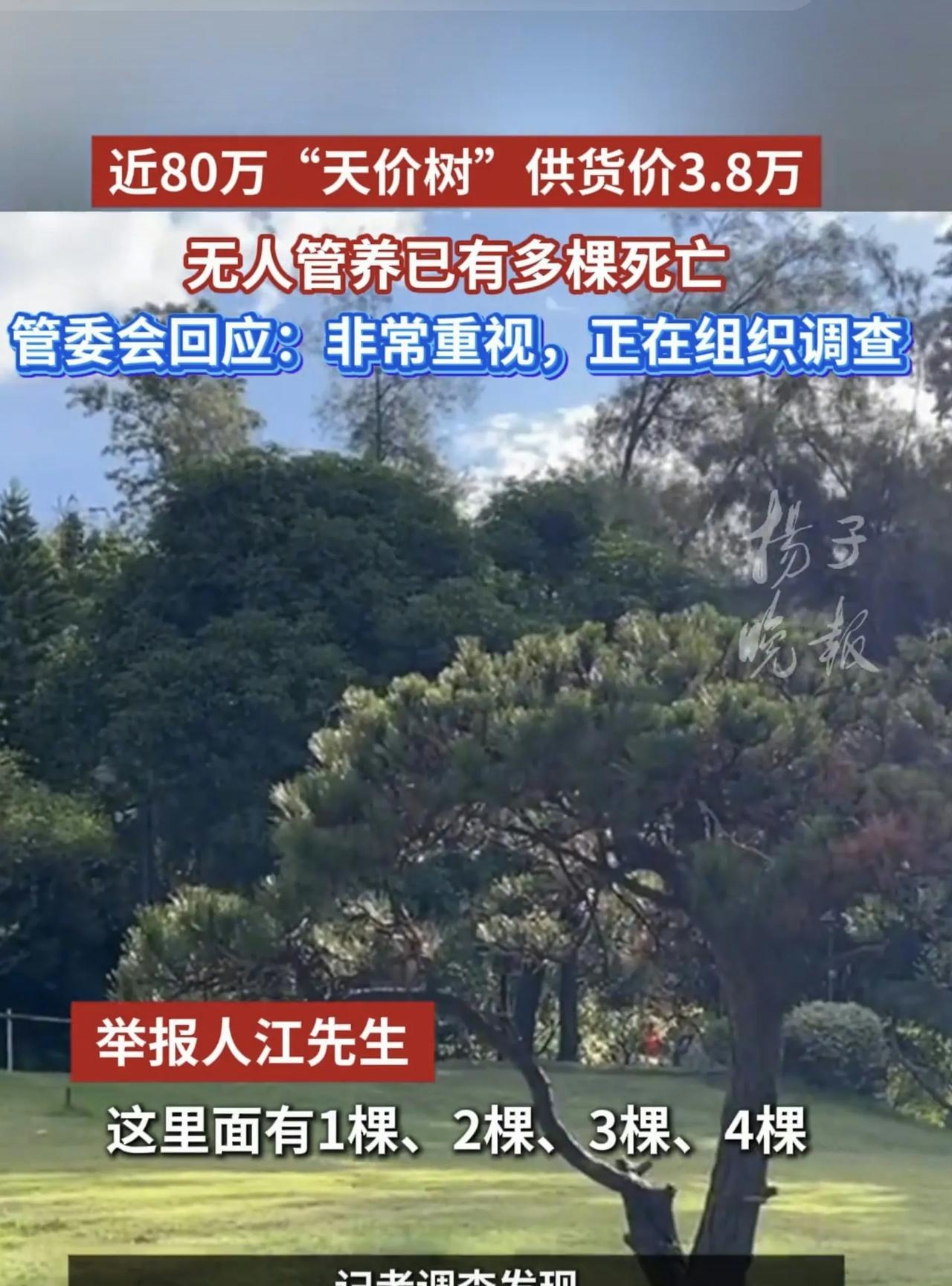 这样的松树在福州市这样的南方城市，如果要用77万元购买，那真是离谱的天价。而且