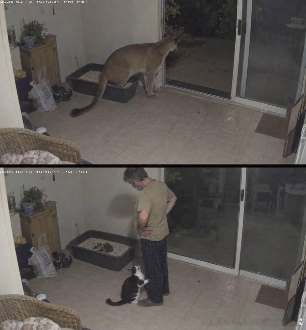 猫：听我说，这绝对不是我拉的！​​​