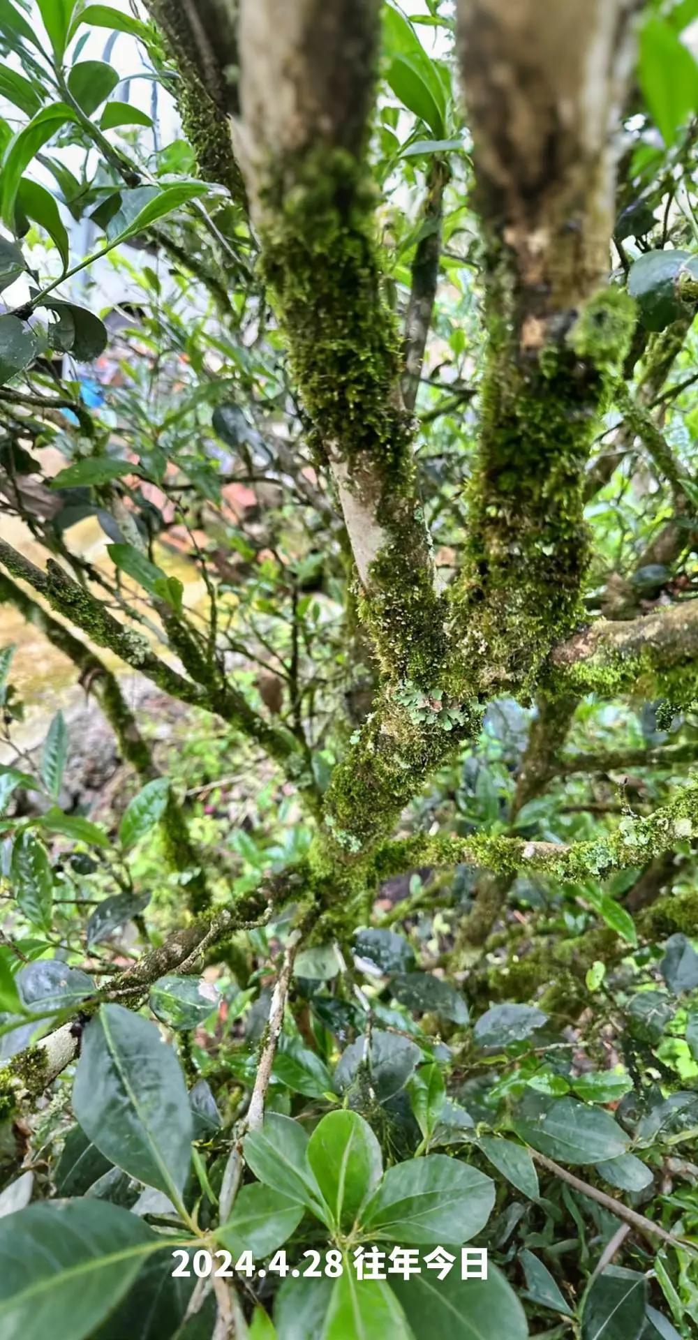 AI扩图植物科普大自然的馈赠普耳古树