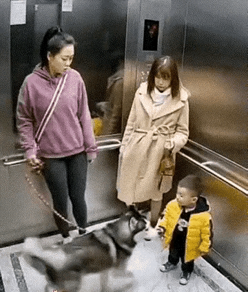 缺德的养狗人！电梯里有孩子，不看好自己的狗，对孩子进行伤害，真是天理不容！养