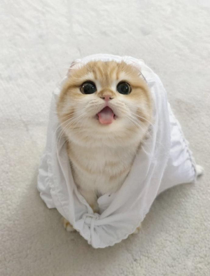 车若初见猫我征服人类只需要呼吸猫和狗的性格差的挺多，最简单的，狗是黏