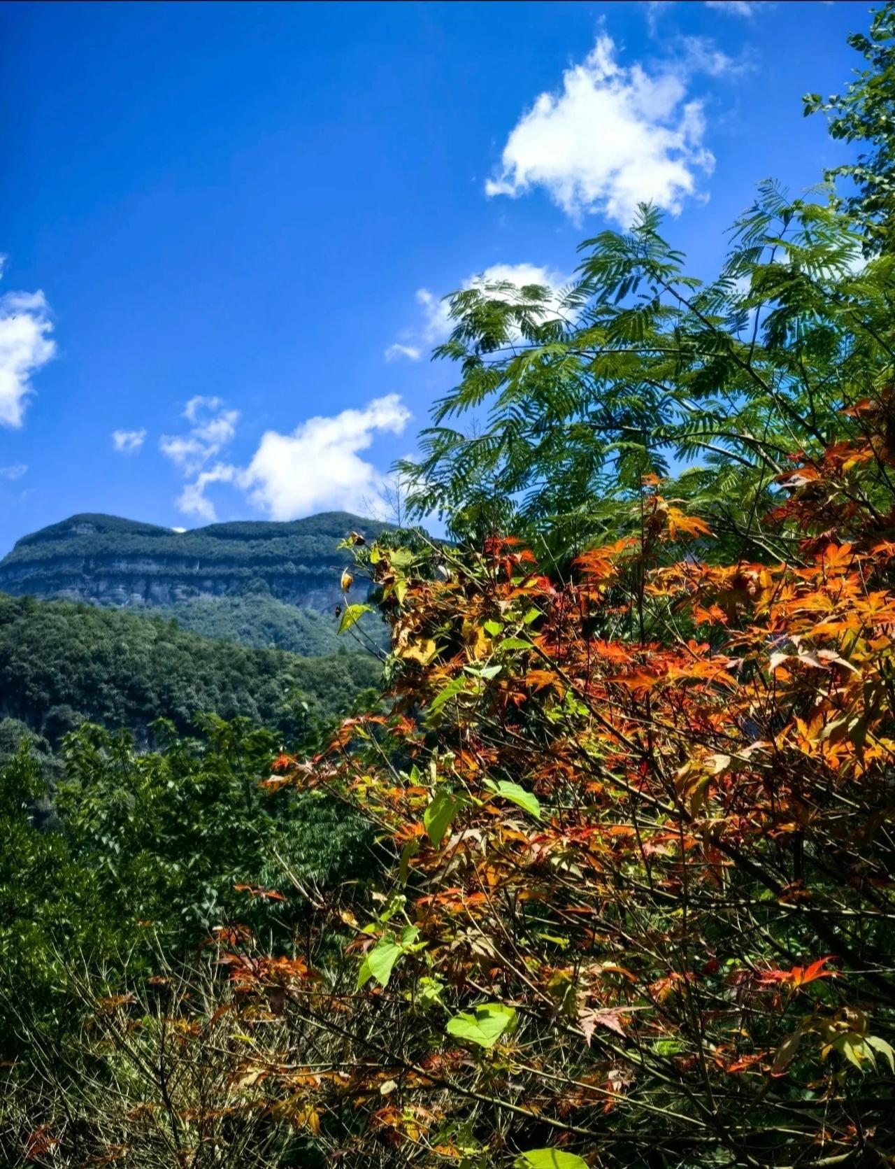 金佛山秋日徒步攻略：邂逅彩林深处的治愈系风景寻找重庆最美秋色，这条宝藏徒步路线