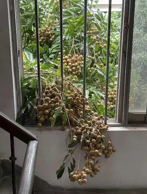 在自已家里摘的，应不算偷吧。。。
