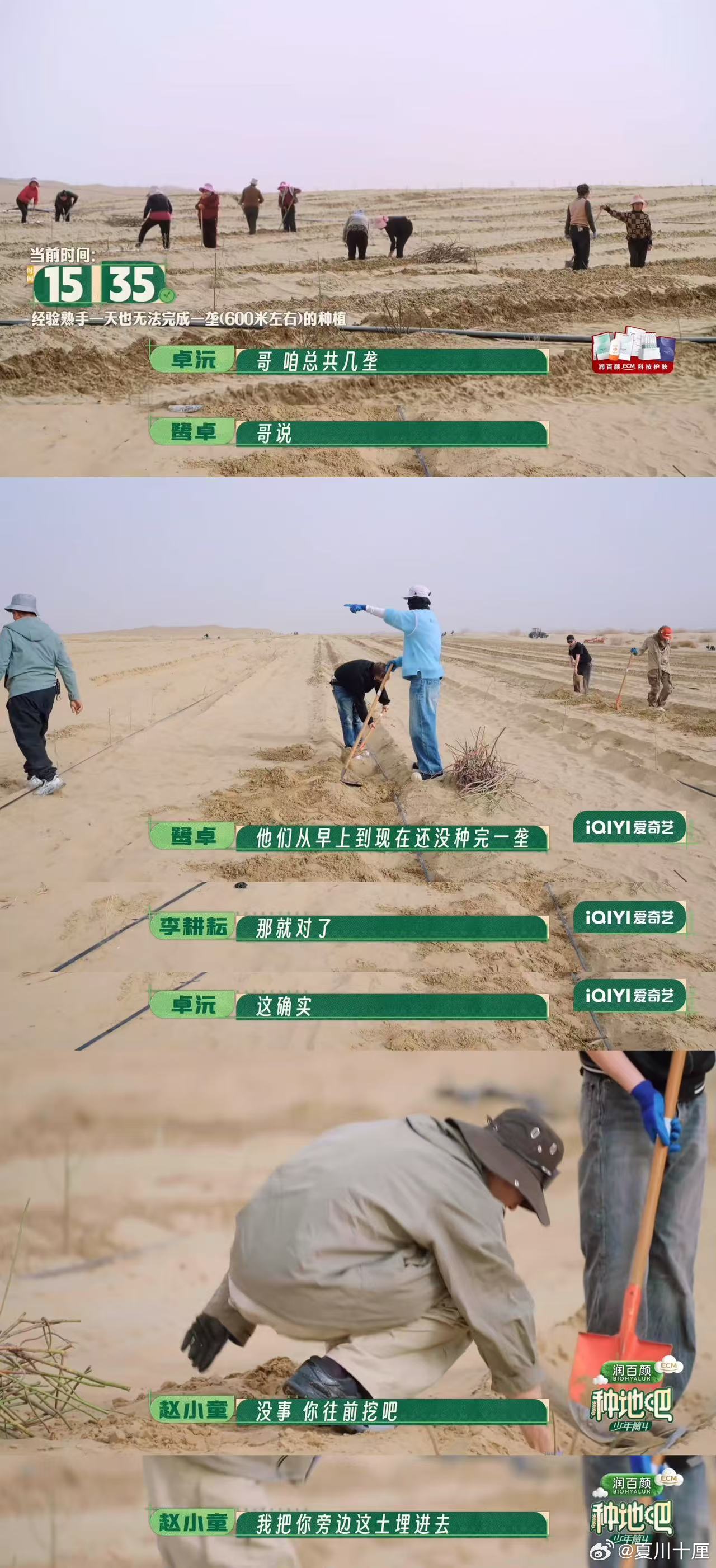 种地吧沙漠种玫瑰扎根大漠开启玫瑰种植！先栽种沙枣构筑防风林，分组栽玫瑰、铺设滴灌