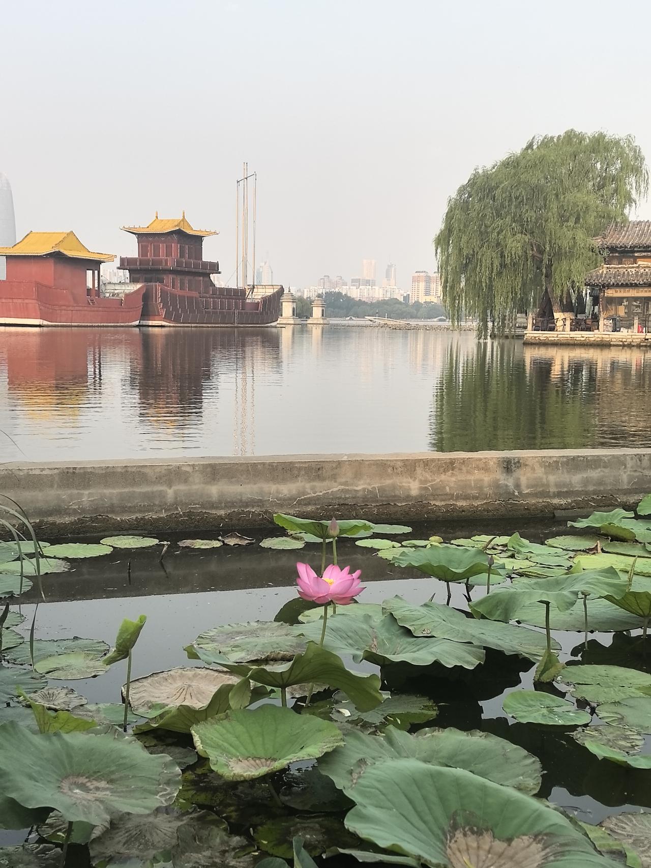 明湖荷开2025年夏天济南大明湖荷花开了