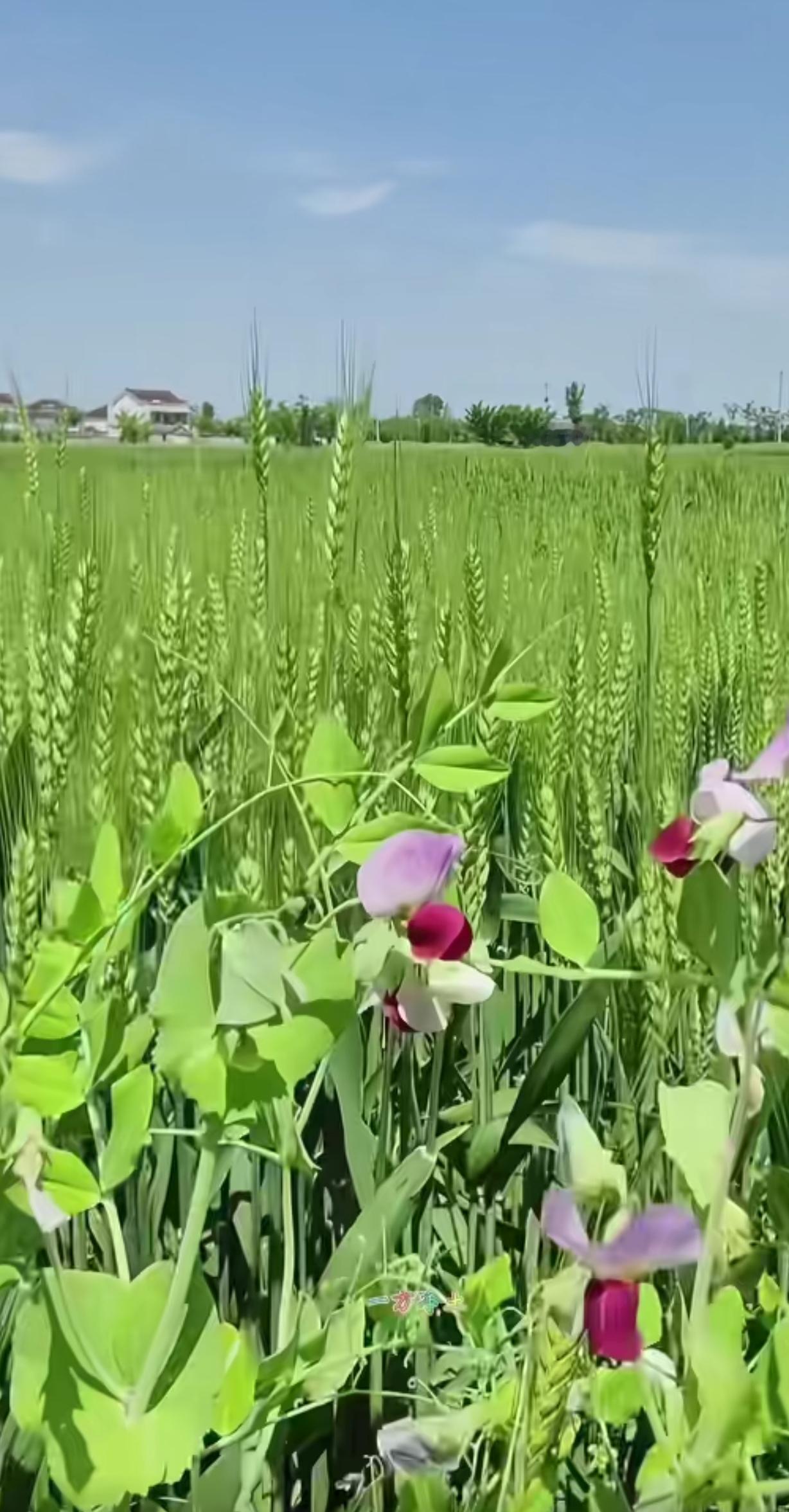 生活本来的样子，都藏在春日的田间里终于懂了，生活最治愈的模样，从来都不在远