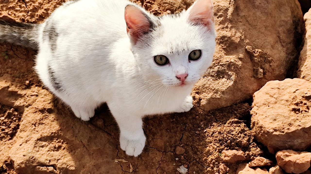 晒图笔记大赛有可爱的的黏人喵真的很温暖！晒一晒你家的小动物
