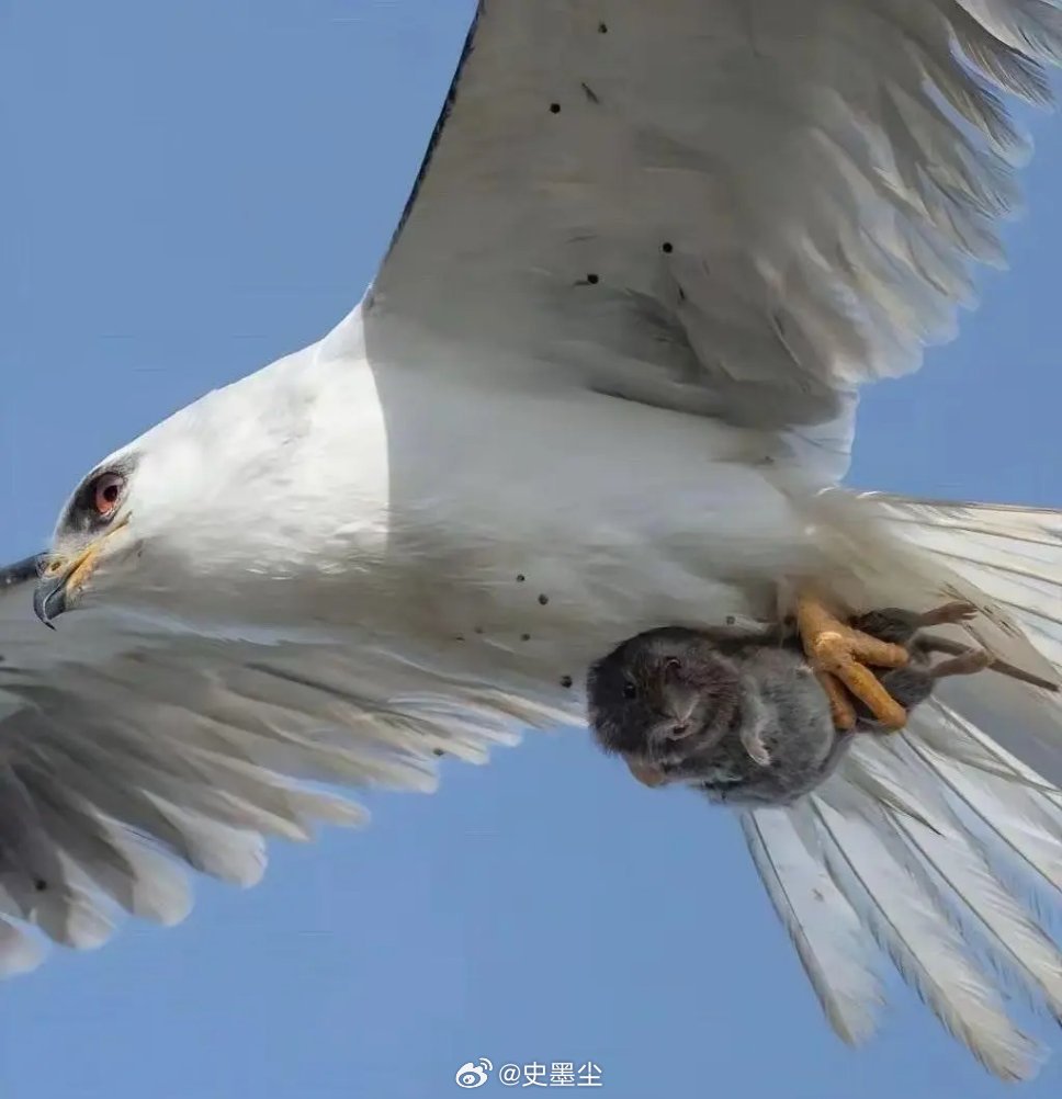 你愿意做一只在洞里浑浑噩噩一辈子的地鼠，还是愿意成为见识过世界之辽阔的飞天鼠鼠，