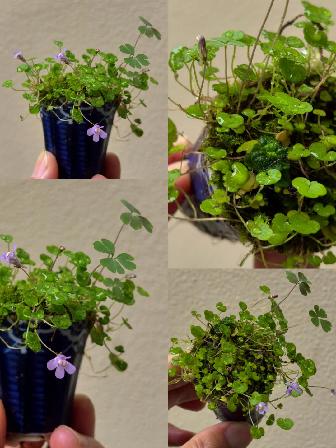 「一雨草木润」