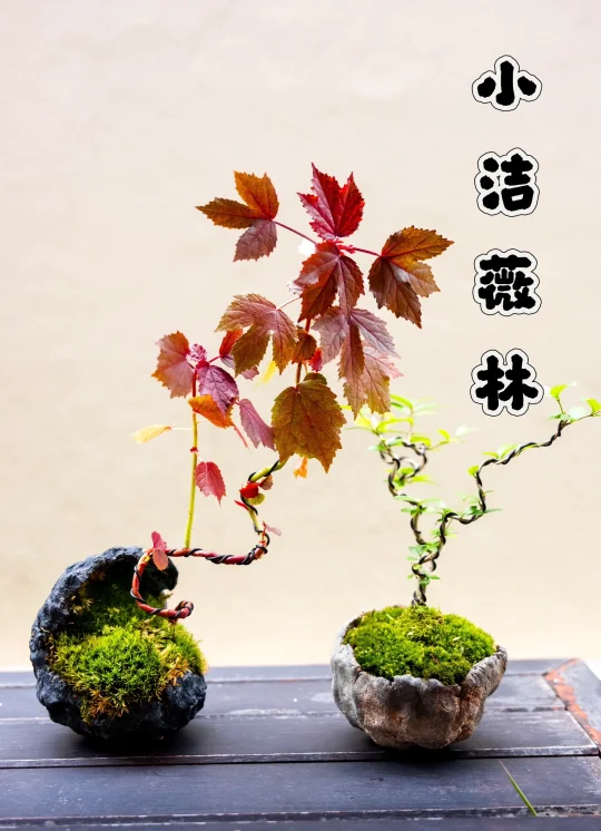 蛮喜欢他们的微盆景概念