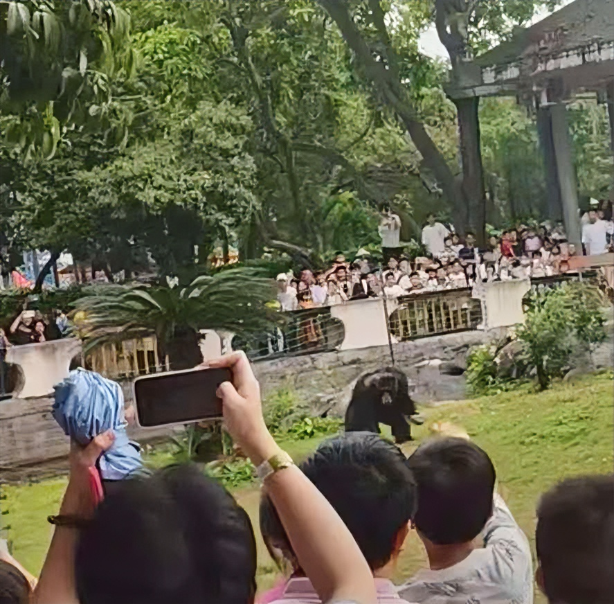 今天南宁动物园可出大事了！那个超火的网红“丢那猩”，居然拿了块板砖大小的石头