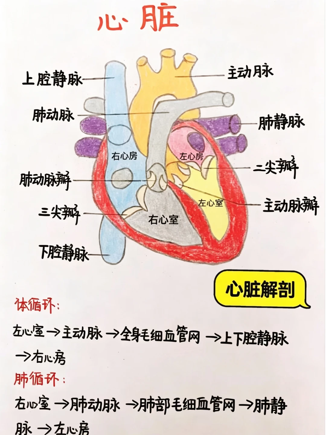 今日学习打卡——心脏相关知识