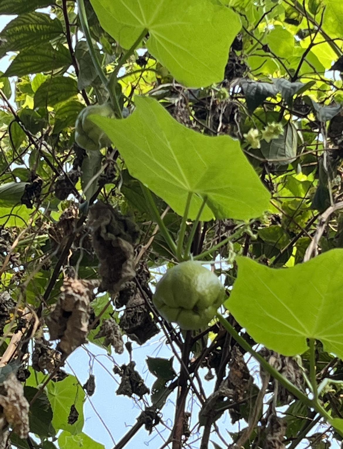 种下一棵苗，爬得满墙藤，结下一堆瓜，吃都吃伤了！四川人叫这个瓜“胡儿瓜”，根
